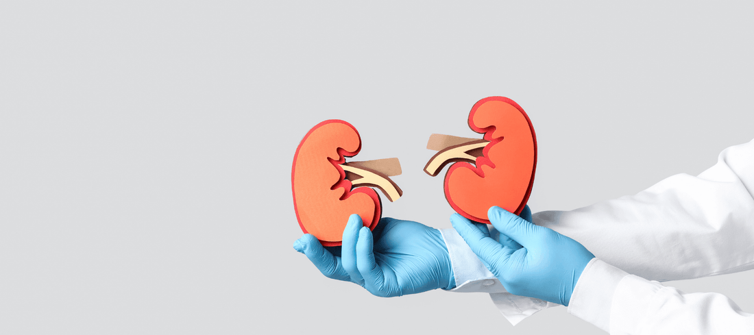 Caring for Your Kidneys: A Practical Guide to Better Kidney Health