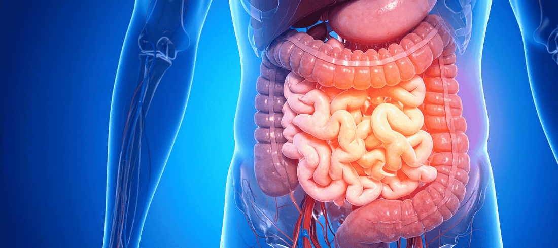 Gut Health: Myth or Fact? What You Really Need to Know