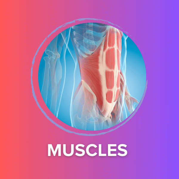 Muscles